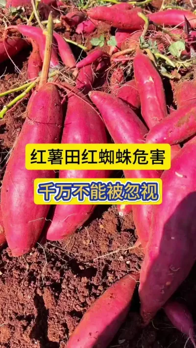 红薯田红蜘蛛危害，千万不能被忽视，它可以吸食汁叶，大面积传播病毒病！#红薯高产种植 #红蜘蛛 #薯帮主 #薯帮主红薯植保 #红蜘蛛危害