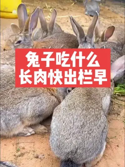 兔子吃什么长肉快出栏早？ #三农#养殖#兔子#养兔子