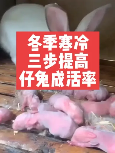 冬季寒冷，三步提高仔兔成活率 #兔子#三农#养殖#养兔人