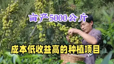 农村种植好项目，亩产5000公斤，5元1公斤，价值高，前景广 #农业种植致富项目 #抖音助农 #三农 #回家的路就是最美的风景 #新农人计划