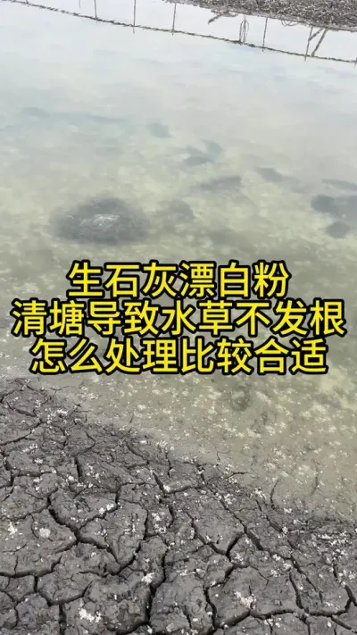 清塘造成种草不发根，应该怎么处理比较合适！！！！ #渔多多养殖模式 #新农人计划2024 #河蟹养殖 #三农 #水产养殖