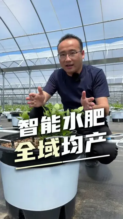 水肥一体全覆盖，山地大棚都高产#蓝莓种植#大棚蓝莓 #水肥一体化 #设施农业 #精准灌溉