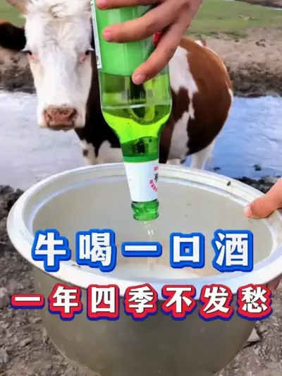 牛喝一口酒一年四季不发愁 #养殖#养牛人#三农#养牛