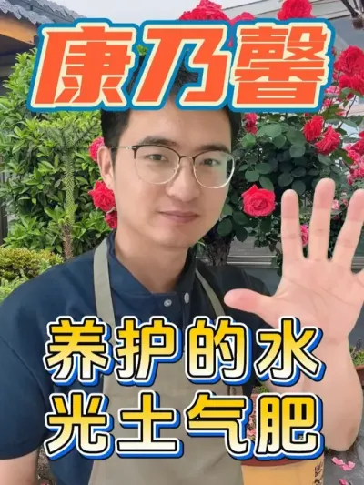 养康乃馨，水光土气肥你都做对了吗？ #养花  #康乃馨  #养花小知识