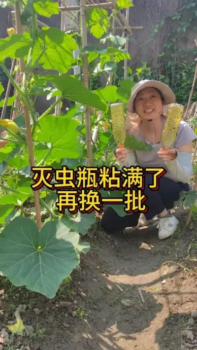 灭虫瓶满了再换一批 想吃健康菜不想打农药的家人们可以试试效果很不错#我的小菜园 #我爱种菜 #病虫害防治 #阳台种菜 #种植小技巧