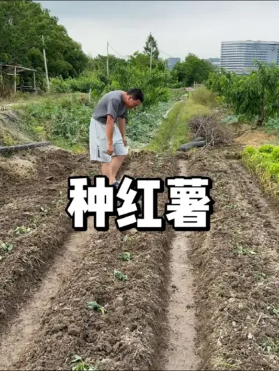 红薯种植方法，后期怎么管理 #农业种植