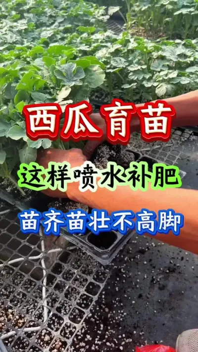 西瓜种植 西瓜育苗这样喷水补苗#西瓜种植 #西瓜管理