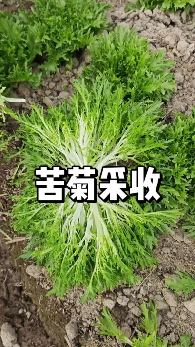 苦苣多大可以采摘，越冬苦苣 