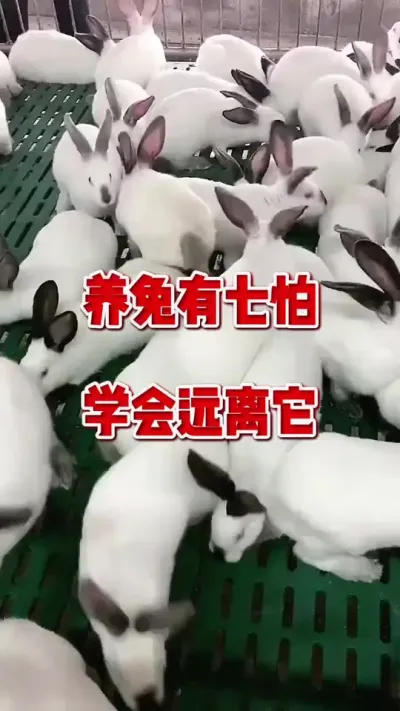 养兔有七怕，学会远离它#兔子 #养兔人 #肉兔养殖技术 #小兔兔🐰 #肉兔养殖