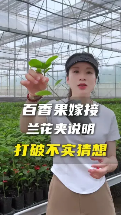 出&ldquo;损招&rdquo;销售苗木就是搬石头砸自己的脚，我怕痛😁所以不存在这种说法。#百香果#农业种植#抖音助农