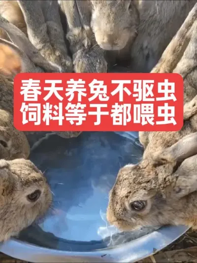 春天养兔不驱虫，饲料等于都喂虫 #兔子#三农#养殖#养兔#养兔人