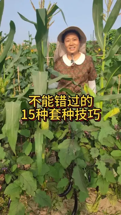 茄子和玉米可以套种在一起 你知道吗？像这样套种技巧有15种#我的小菜园 #种菜小技巧 #我爱种菜 #阳台种植 #种植小技巧
