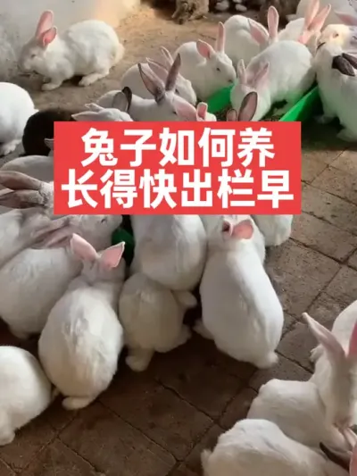 兔子如何养，长得快出栏早 #兔子#养兔子#养殖#养兔人#三农