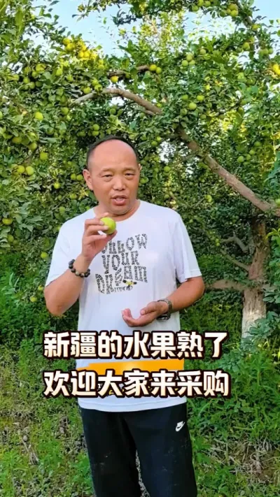 新疆的水果熟了，欢迎水果收购商前来采购#新疆水果 #水果熟了 #农田行者 #水果采购