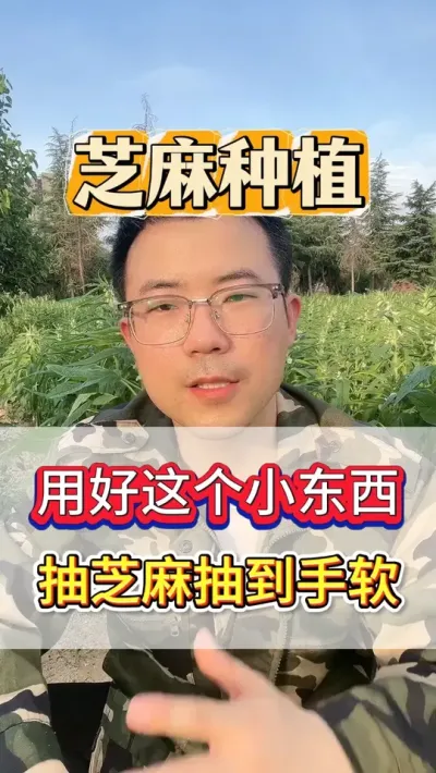 想让芝麻的产量高，一定要用好这个小东西，一亩地能多收一两百斤 #芝麻 #芝麻种植 #芝麻种植技术 #农业种植 #抖音助农