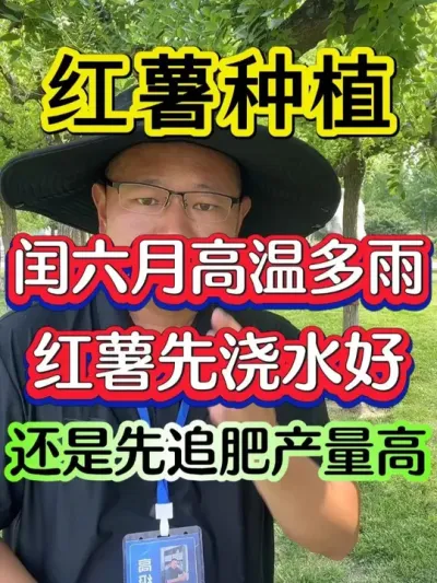 闰六月高温多雨红薯先浇水好还是先施肥产量高 #红薯 #红薯种植 #红薯高产种植 #红薯高产 #红薯种植技术