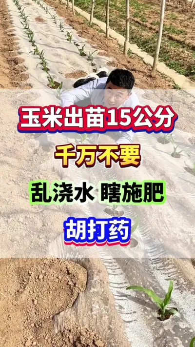 玉米出苗15天后，千万不要乱浇水，瞎施肥，胡打药了！#玉米高产  #玉米种植  #玉米种植管理技术  #玉米施肥  #玉米浇水