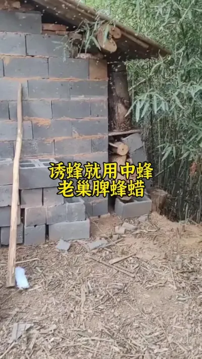 诱蜂就用中蜂老巢脾诱蜂蜡这样才能比别人更快来蜜蜂#诱蜂 #养蜂 #养蜂技术 @抖音小助手