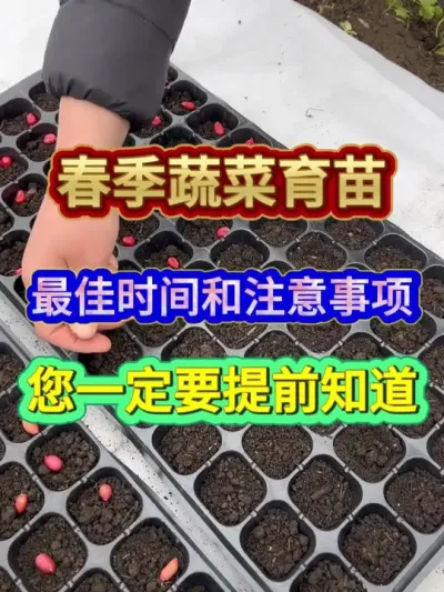 春季蔬菜育苗最佳时间和注意事项您一定要提前知道 #蔬菜育苗 #蔬菜种植 #农业种植 #三农 #分享农业知识帮农民增产增收