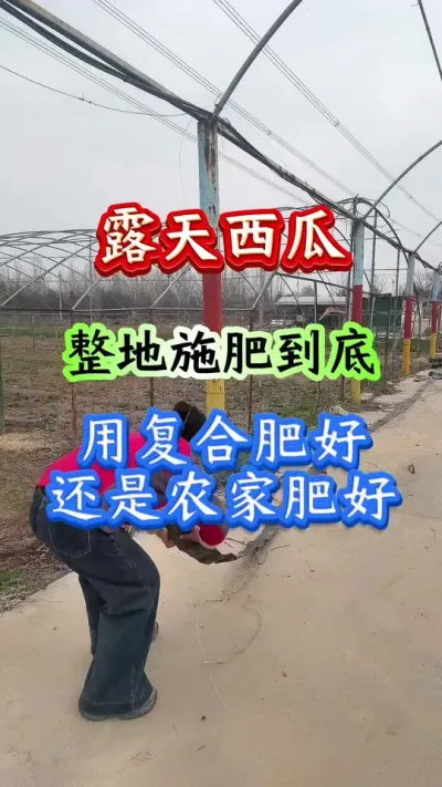 西瓜种植 露天西瓜整地施肥用复合肥好还是农家肥好#西瓜种植 #西瓜管理#种西瓜#露天西瓜#西瓜高产