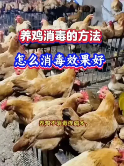 养鸡消毒的方法#养鸡技术 #养鸡知识 #鸡病防治 #养鸡技术指导 #科学养鸡