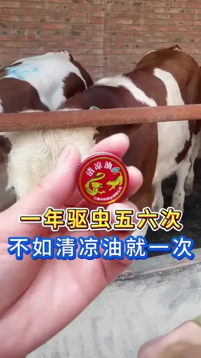 一年驱虫五六次不如清凉油就一次#养牛人#三农#养牛#养殖