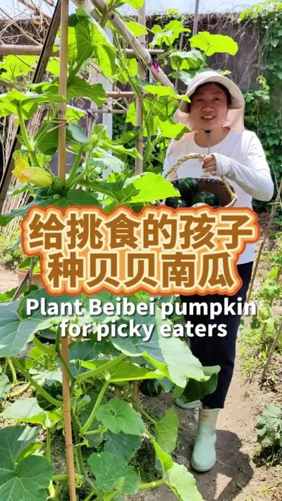 如果你家有不爱吃蔬菜的孩子，一定要给他种几棵贝贝南瓜，像板栗一样软糯鲜香。有了贝贝南瓜会多吃一碗饭#阳台种菜 #贝贝南瓜 #种植小技巧#我爱种菜