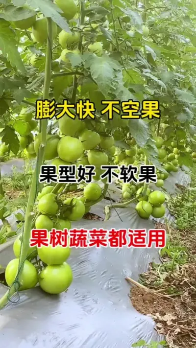 果子小，长不大个，产量低，不用愁，一个配方轻松搞定，无激素，膨果快，不空果，果树草莓番茄等开花结果类作物都可用#膨果#番茄种植 #农业种植