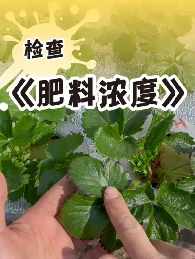 水培草莓 注意营养液浓度，定期加水，宁稀莫浓#水培植物能有多简单 #dou来一起种草莓 #记录我的种植生活 #种植小技巧 #水培植物