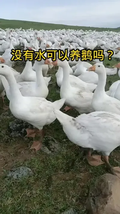 #养鹅技术分享 #禽病技术指导 #科学养鹅 #禽病防治
