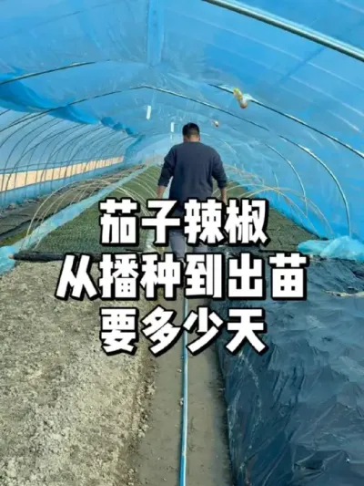 茄子辣椒从播种到出苗要多少天 #农业种植 #三农 #种植