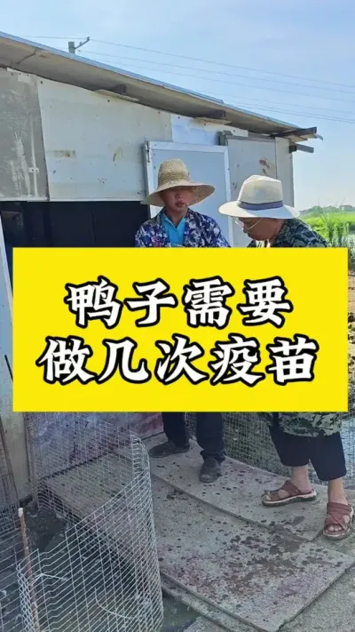 鸭子需要做几次苗#三农 #养鸭流程 #养鸭技术 #养鸭小妙招 #养鸭技术分享