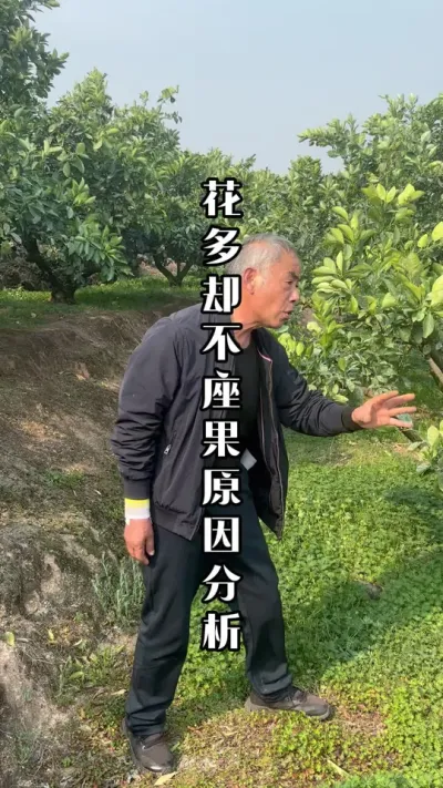 花朵，为什么坐果率那么差？原因都在这里！ #开花坐果 #坐果率 #果树种植 #田间地头实操干货 #来抖音学农技