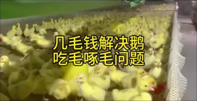 #禽病技术指导 #养鹅技术分享 #养鹅人 #肉鹅养殖 #养殖
