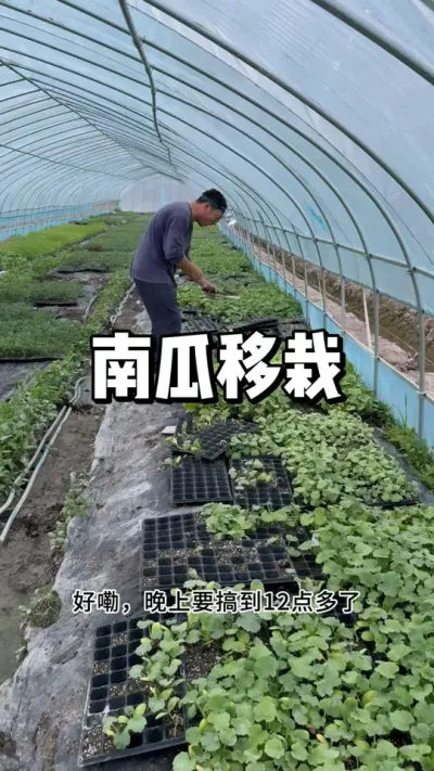 南瓜什么时候移栽到露天 #种植的乐趣