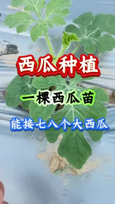 西瓜种植 一颗西瓜苗能七八大西瓜 #西瓜种植 #西瓜管理 #早春西瓜