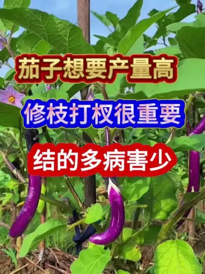 茄子想要产量高修枝打杈很重要结的多病害少 #茄子种植 #农业种植 #种植小技巧 #三农 #分享农业知识帮农民增产增收