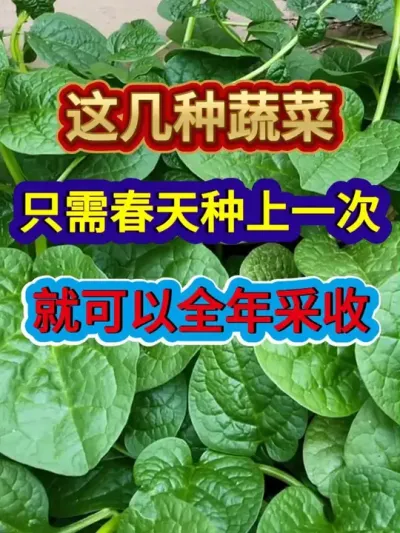 这几种蔬菜只需要春天种上一次就可以全年采收 #蔬菜种植 #农业种植 #种植小技巧 #三农 #分享农业知识帮农民增产增收