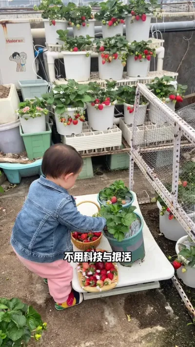 干活才能吃草莓哟 平衡小圈子生态环境，在家也能种出健康大草莓🍓#盆栽草莓 #记录我的种植生活 #阳台种植 #三农 #草莓种植技术