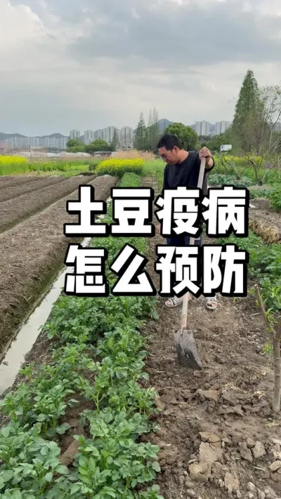 土豆在结果期如何预防疫病 