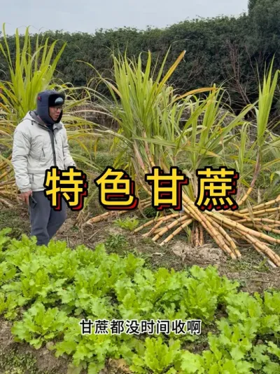 天冷了把甘蔗收回去，不然容易冻坏 