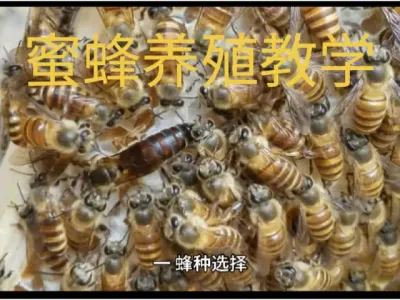 #农村  #蜜蜂养殖 ，新手养蜂必备知识，@抖音小助手 @DOU+小助手