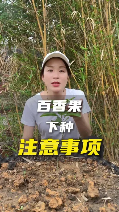 栽种苗木除了浇定根水还有一个注意事项，做好这个方便日后田间的统一管理。#百香果#百香果种植#抖音助农