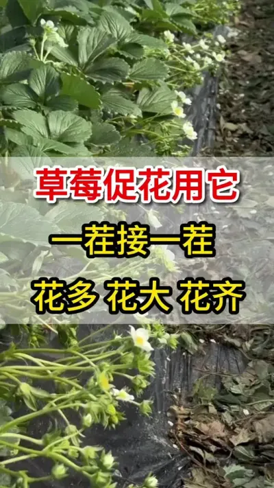 草莓促花用上它，花多果多产量高#花芽分化#三农#助力果农