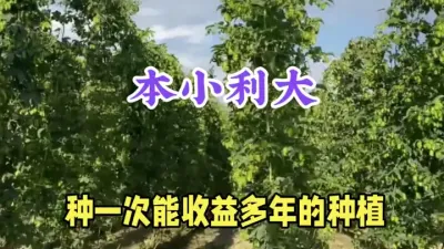 农村本小利大的种植，1斤30元，种一次能收益好多年，建议收藏 #三农种植 #农村致富好项目 #返乡创业新农人 #啤酒花