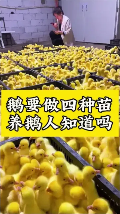 鹅要做四种疫苗 #养鹅技术分享 #养鹅人 #科学喂养 #养殖小妙招 #养鹅专业户