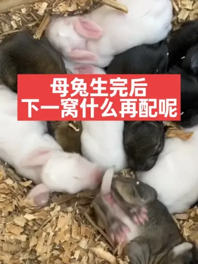 母兔生完后，下一窝什么时候再配呢？ #兔子#三农#养殖#养兔人