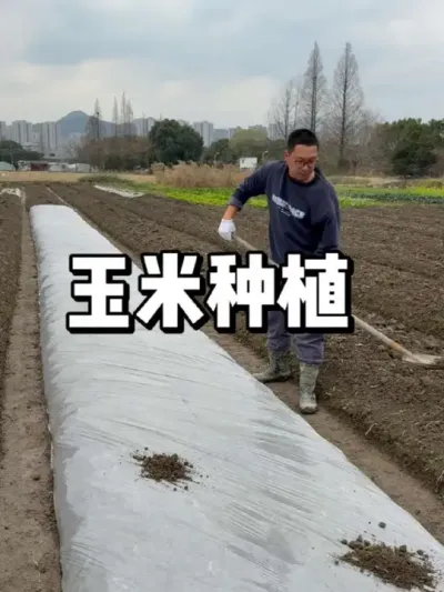 玉米种植方法，早春玉米注意事项 #三农 #种菜 #一份耕耘一份收获