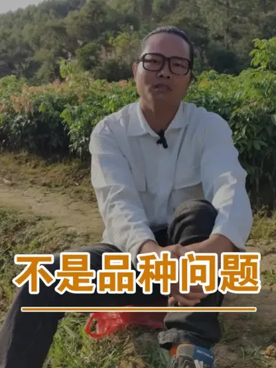 不是品种的问题吧？#广西灵山荔枝果苗#农业创业#抖音新农人计划2024#吕老师种果苗
