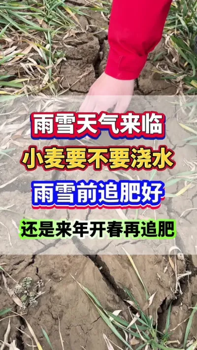 雨雪天气来临，小麦雨雪来临前追肥？还是来年开春再追肥？#小麦追肥 #小麦高产  #小麦种植管理技术  #农业种植